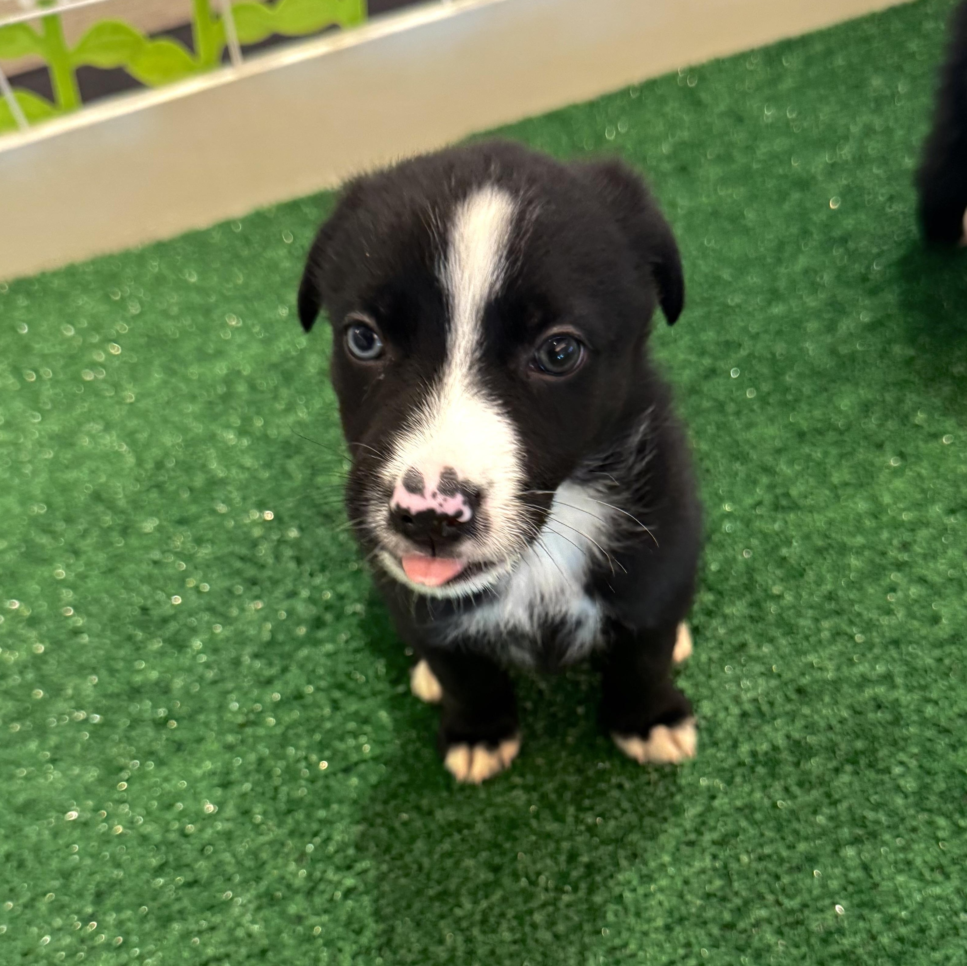 Cheeto , a Adoptable Mixed Breed in Henderson, NV image 2/2