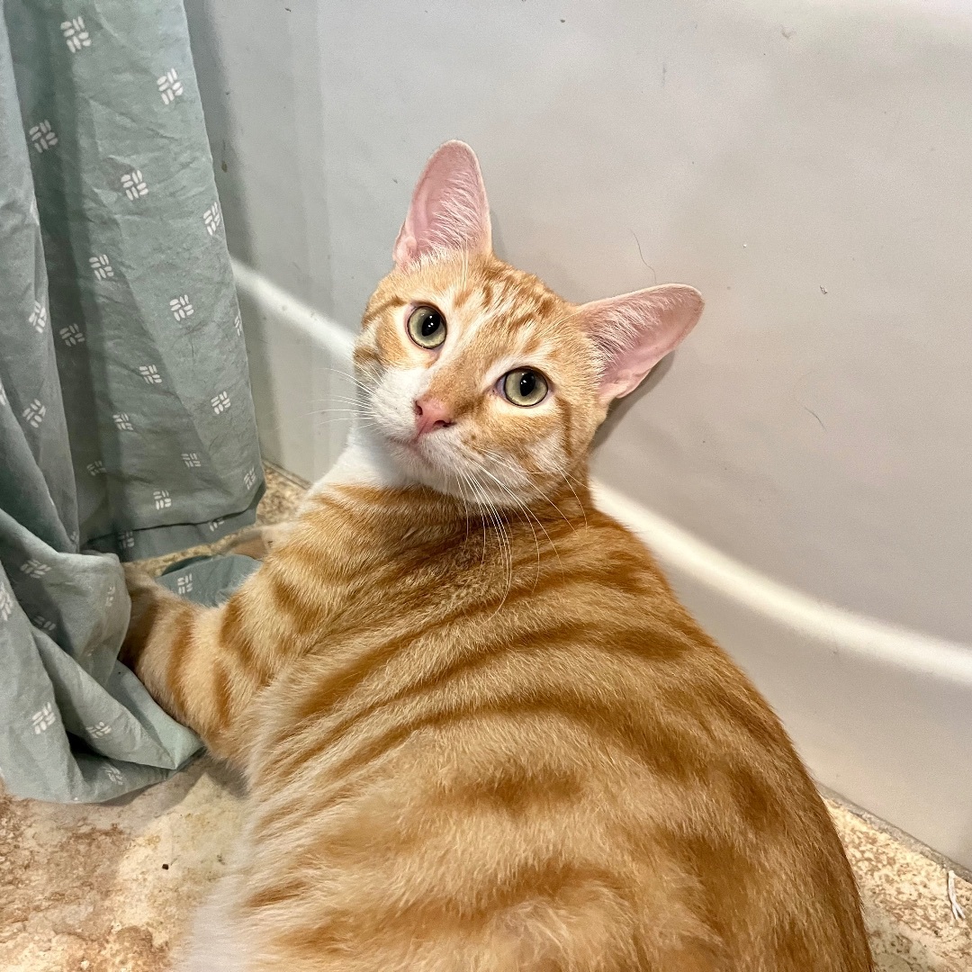 Enlarge Connery, a Adoptable Domestic Short Hair in Fort Worth, TX image 1/12