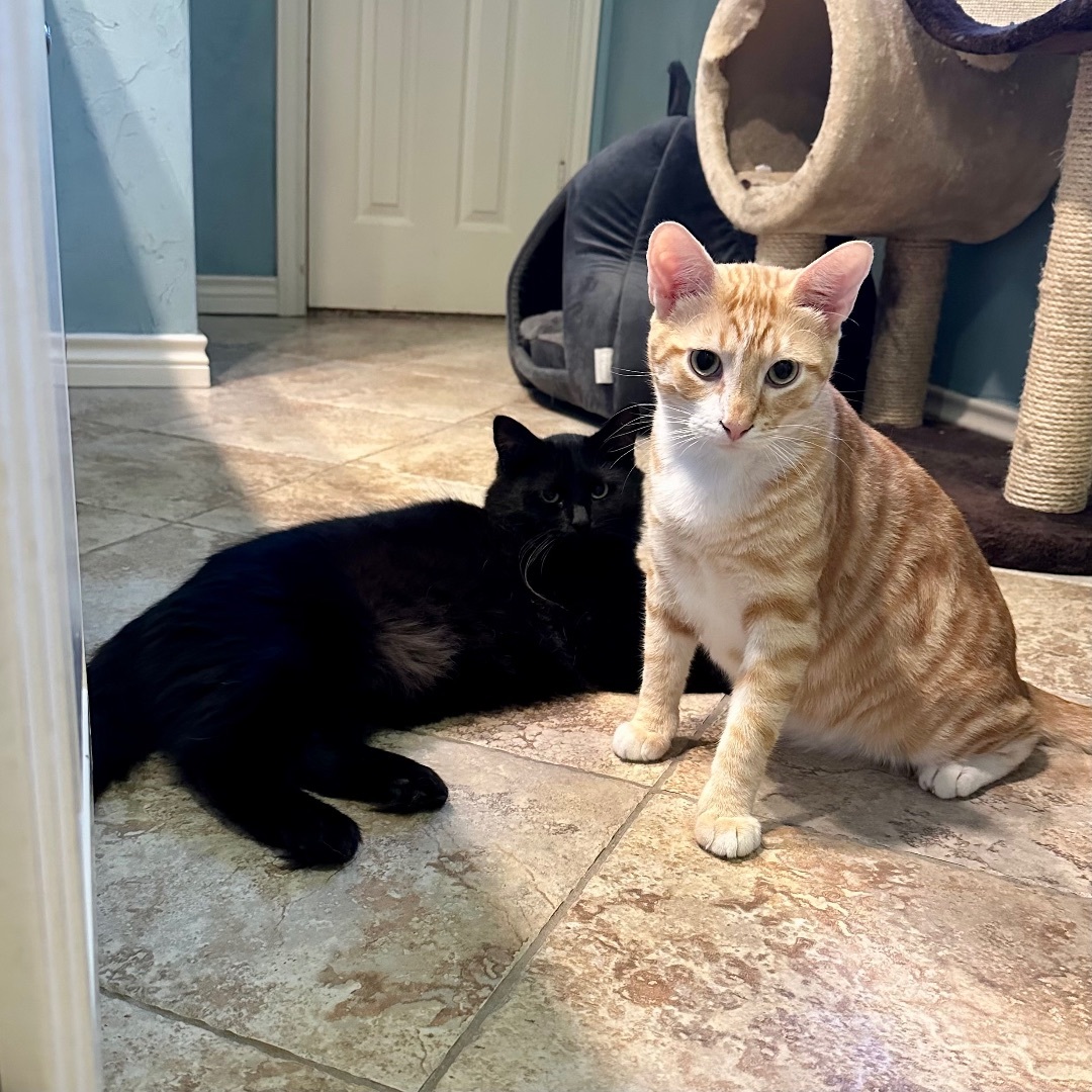 Enlarge Connery, a Adoptable Domestic Short Hair in Fort Worth, TX image 2/12