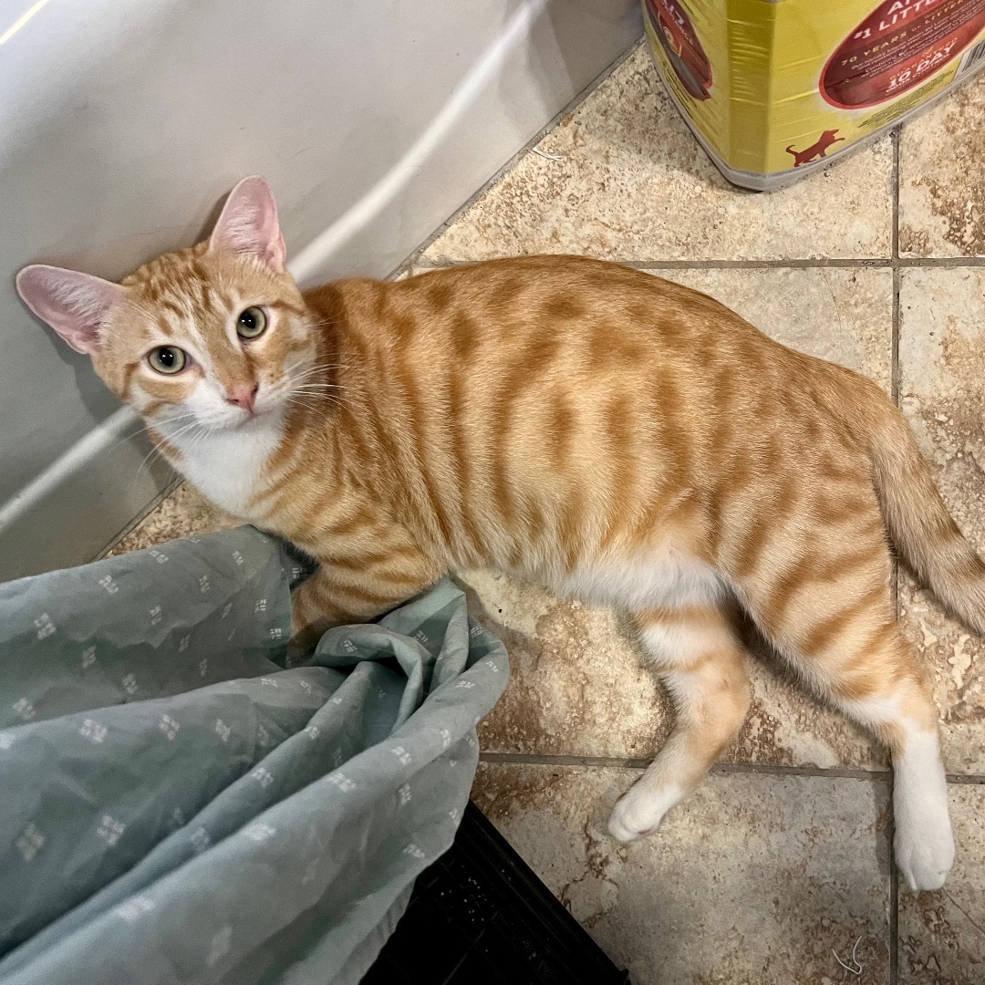 Enlarge Connery, a Adoptable Domestic Short Hair in Fort Worth, TX image 4/12
