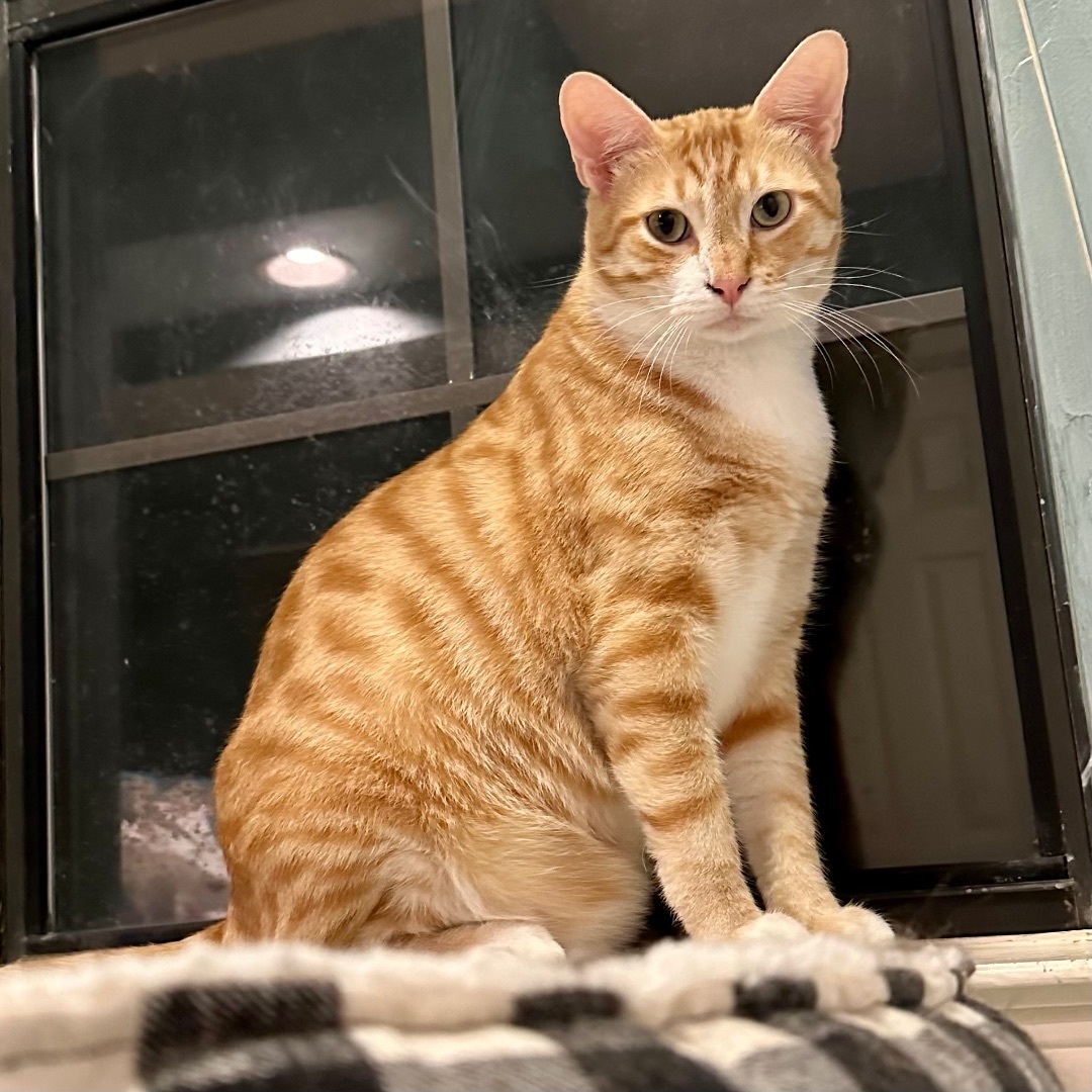 Enlarge Connery, a Adoptable Domestic Short Hair in Fort Worth, TX image 5/12