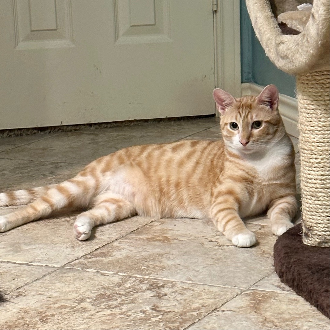 Enlarge Connery, a Adoptable Domestic Short Hair in Fort Worth, TX image 6/12