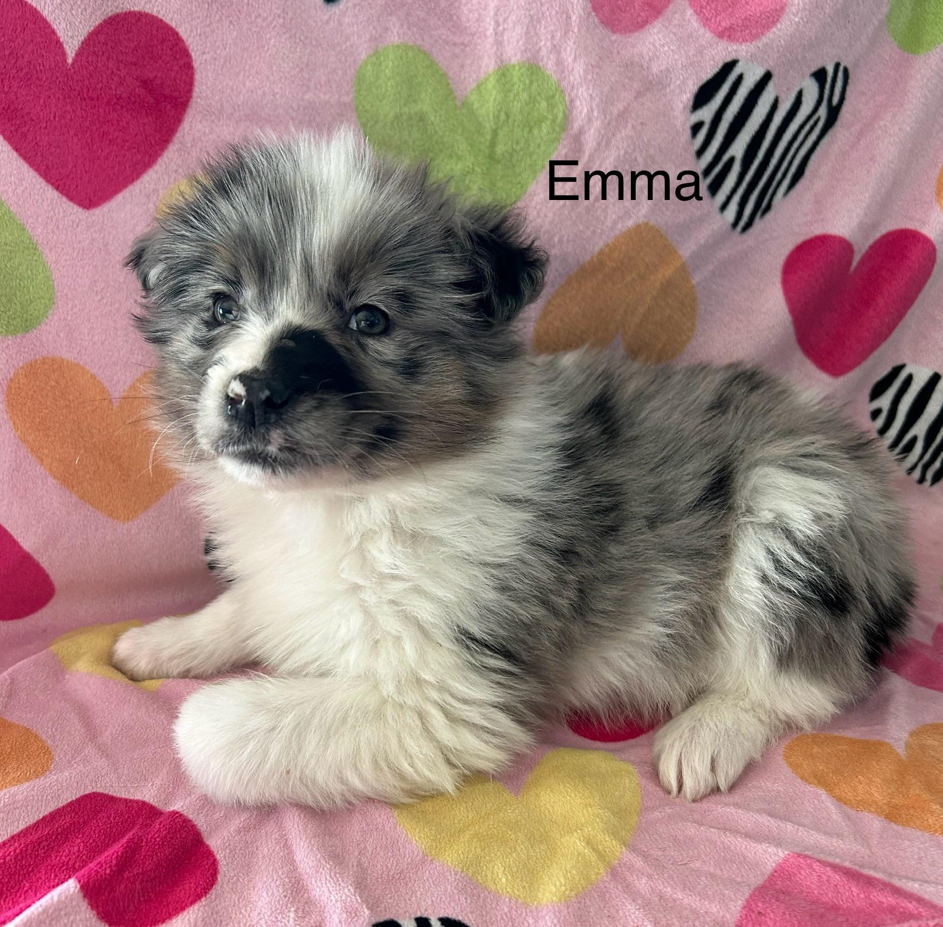 Enlarge Emma, a ADOPTABLE mixed breed in O'Fallon, MO image 1/1