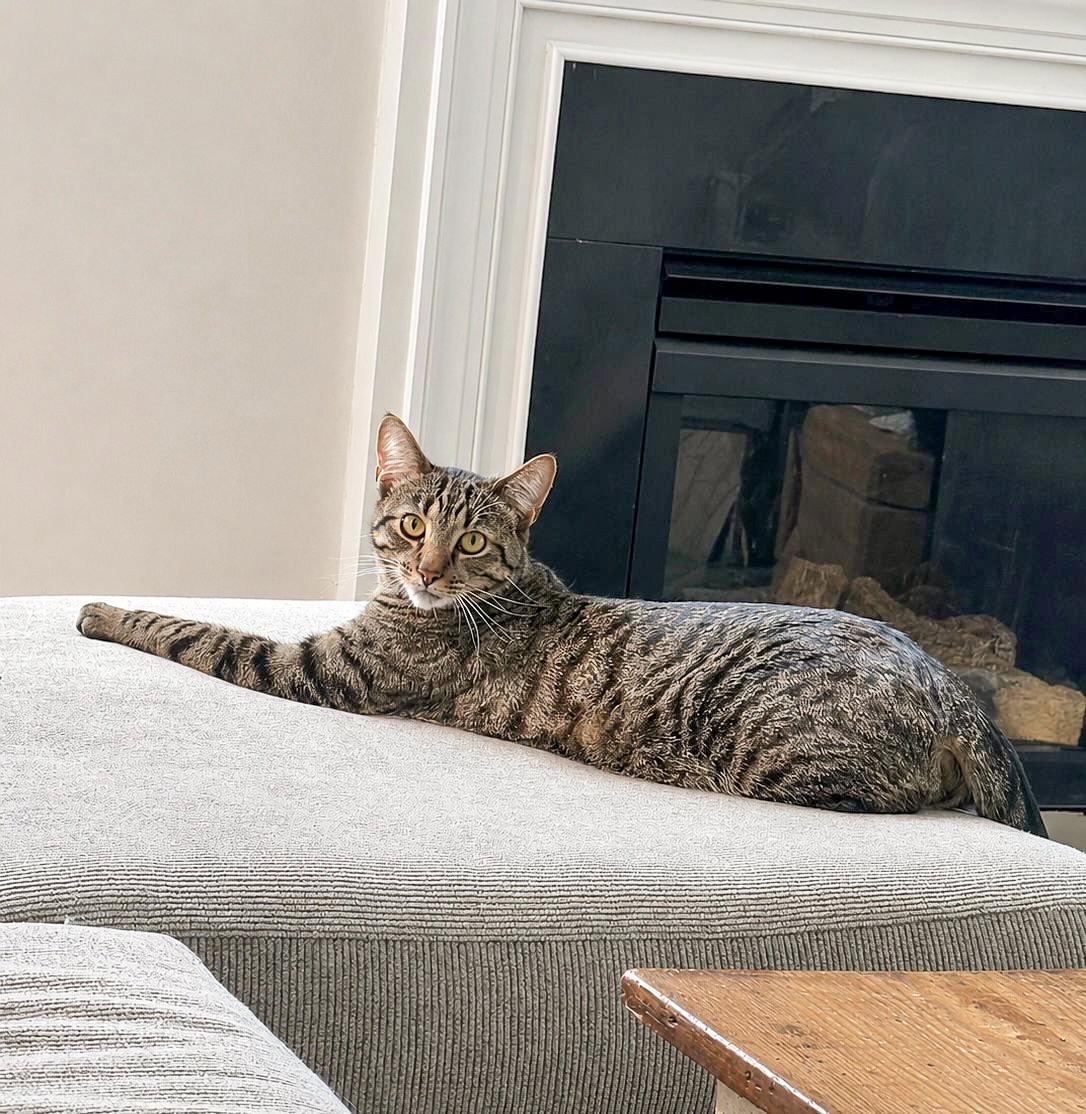 BESO (In Foster), a Adoptable Domestic Short Hair in Sanford, NC image 1/3