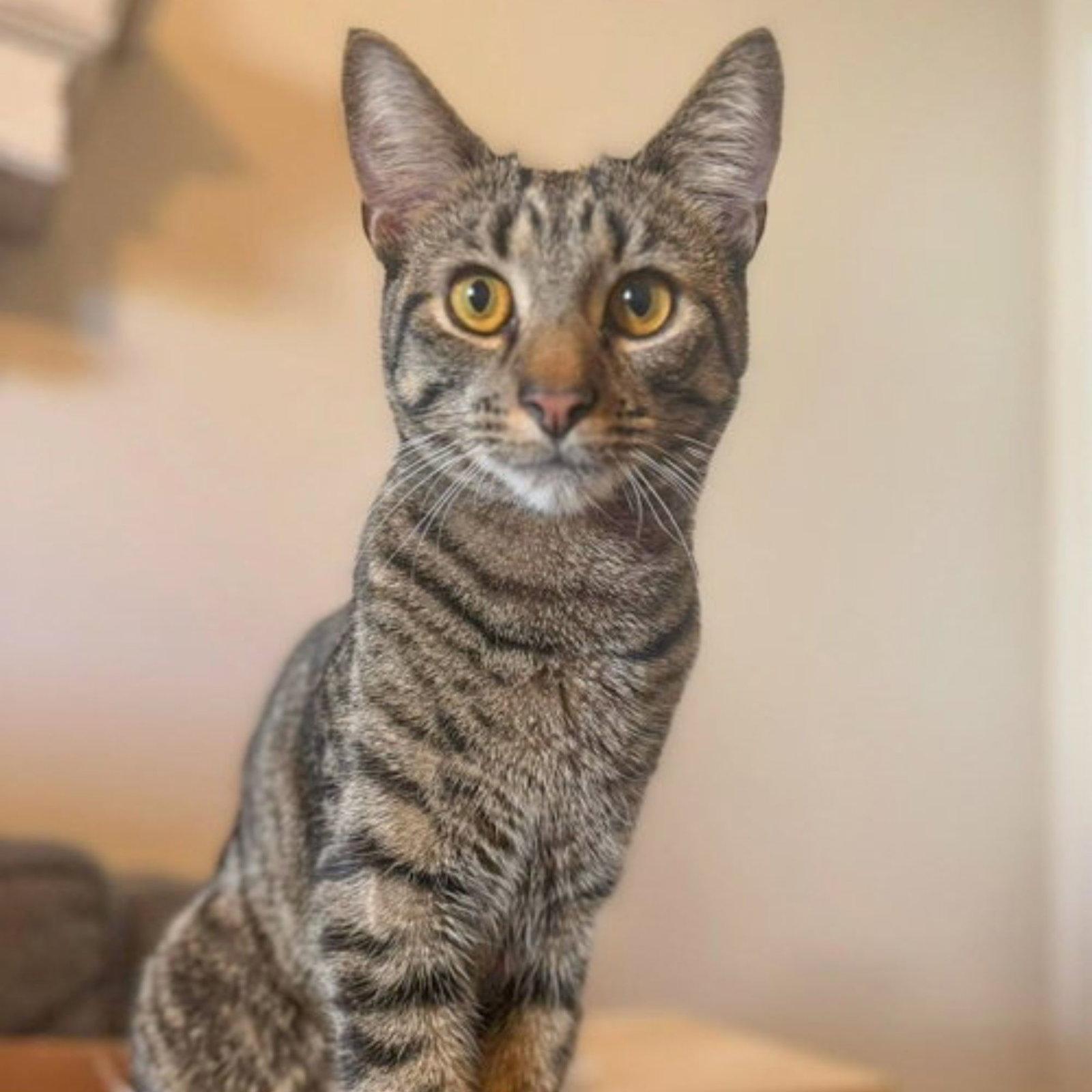 Enlarge BESO (In Foster), a Adoptable Domestic Short Hair in Sanford, NC image 2/3