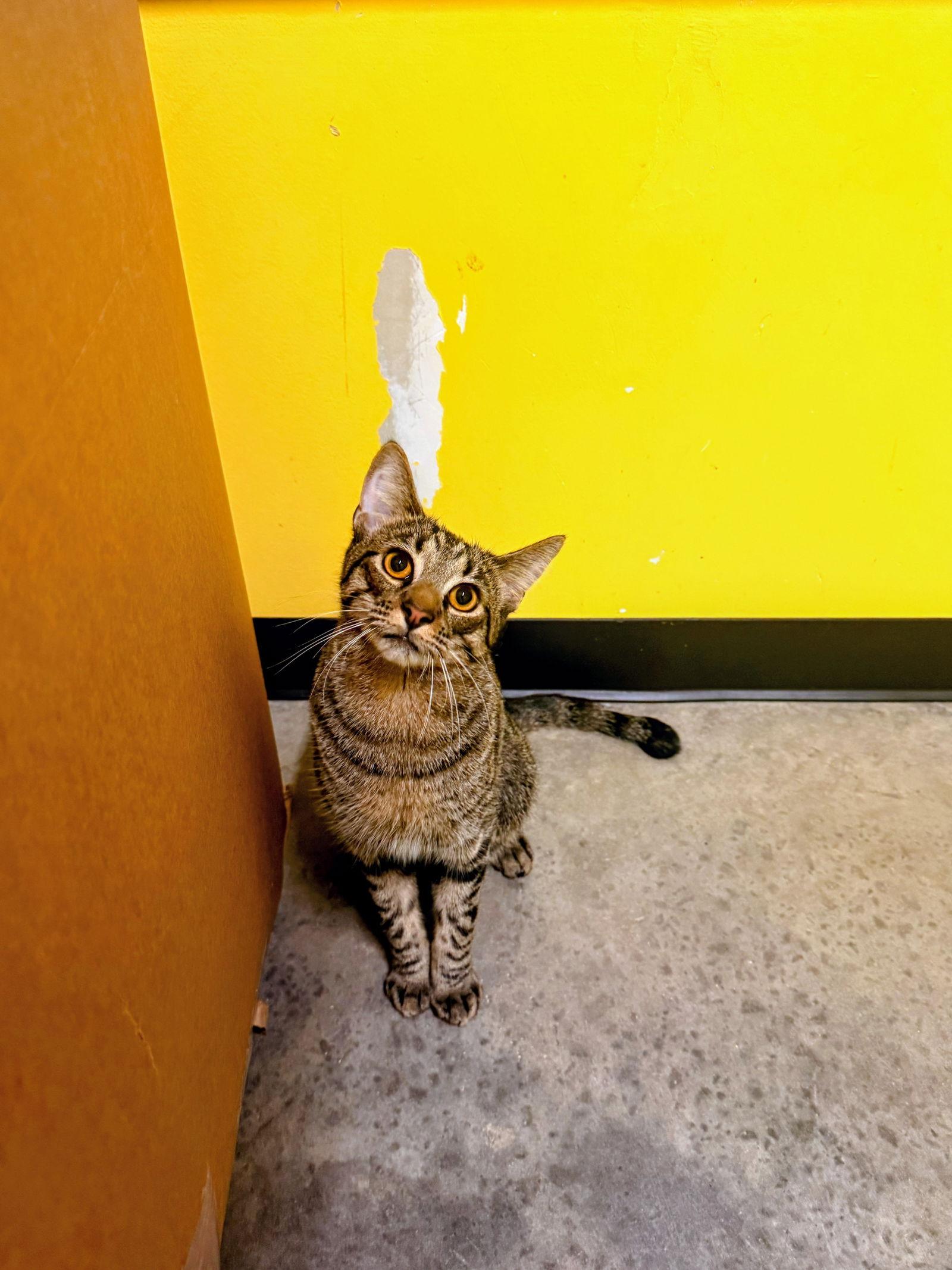 Enlarge BESO, a Adoptable Domestic Short Hair in Sanford, NC image 1/3