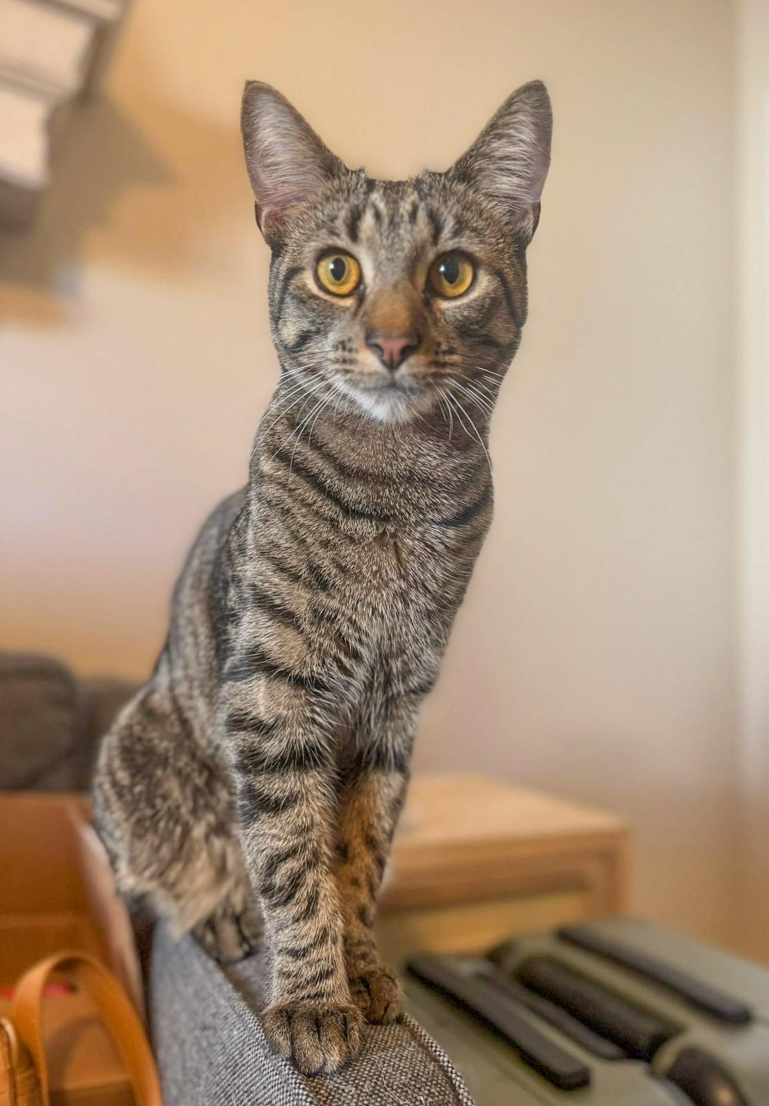 BESO (In Foster), a Adoptable Domestic Short Hair in Sanford, NC image 2/3