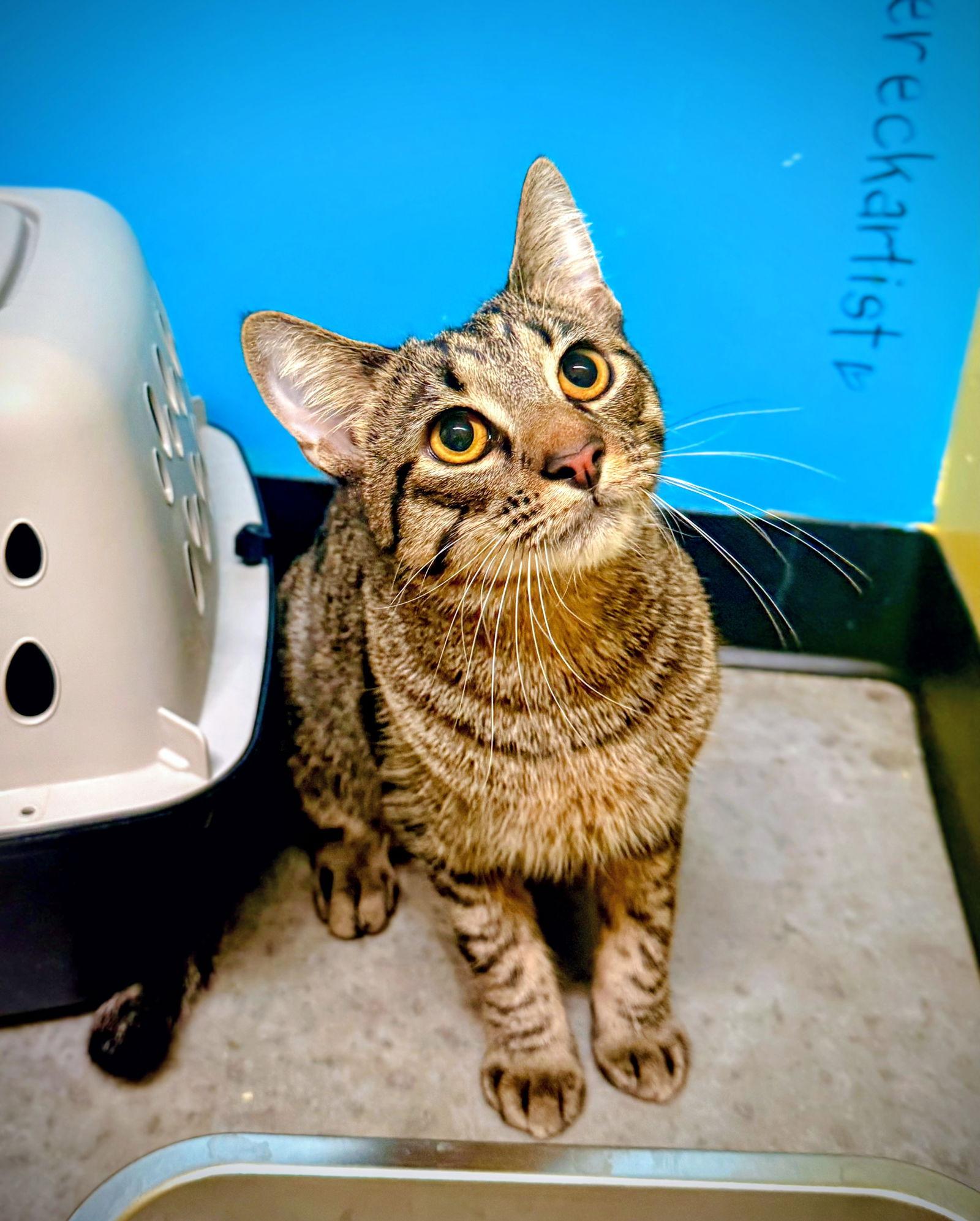 Enlarge BESO, a Adoptable Domestic Short Hair in Sanford, NC image 2/3