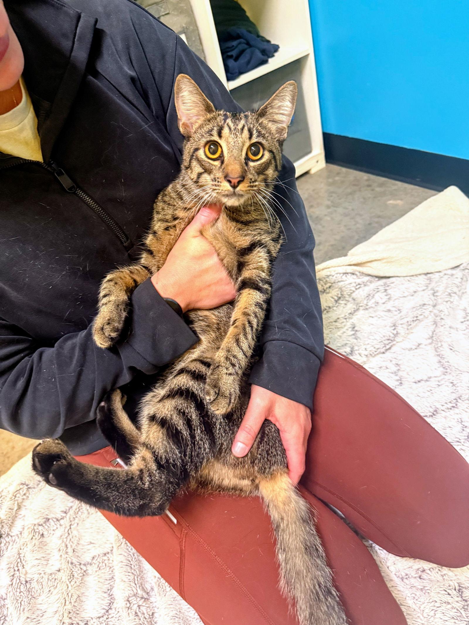 Enlarge BESO, a Adoptable Domestic Short Hair in Sanford, NC image 3/3