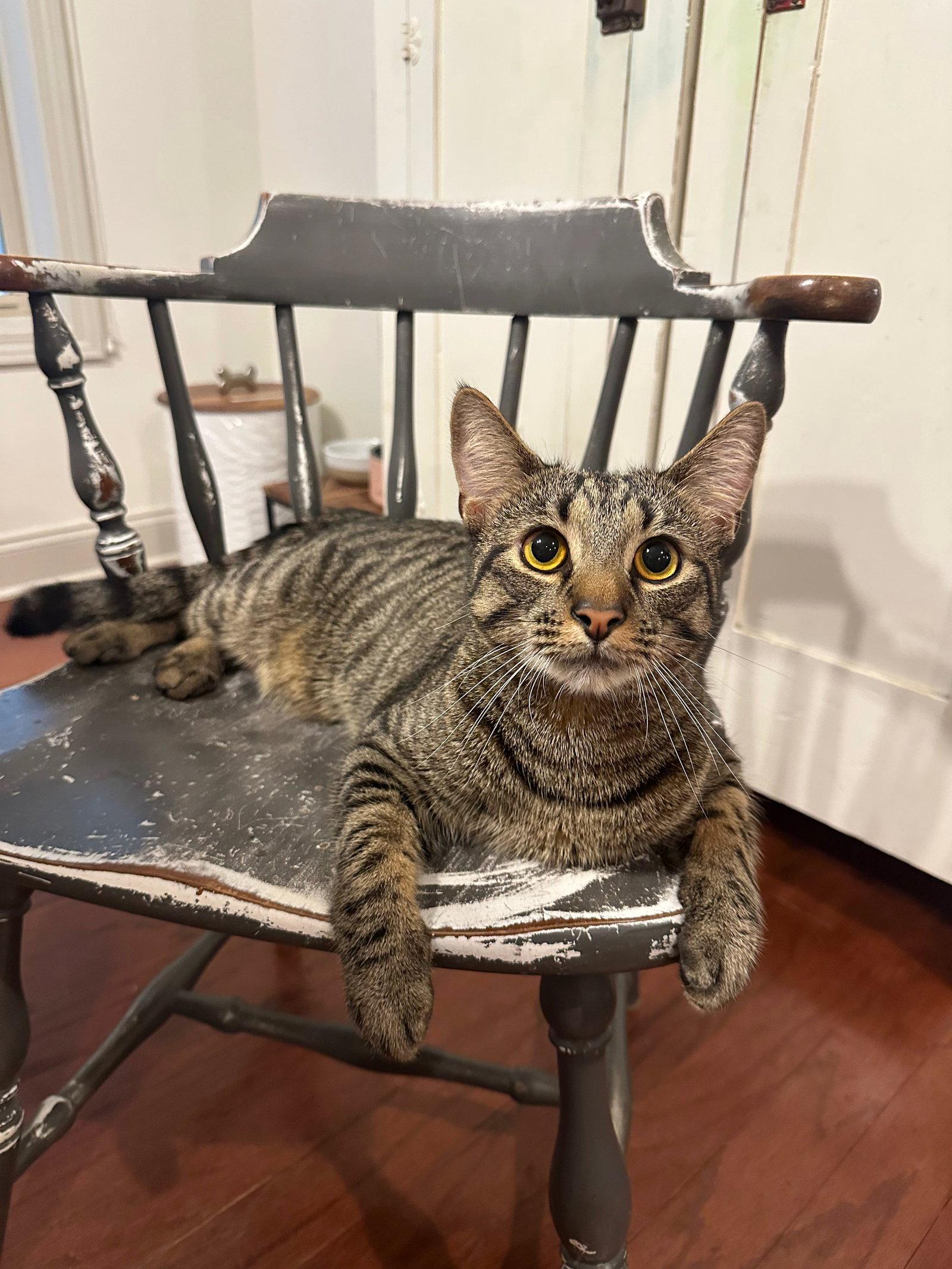 BESO (In Foster), a Adoptable Domestic Short Hair in Sanford, NC image 3/3