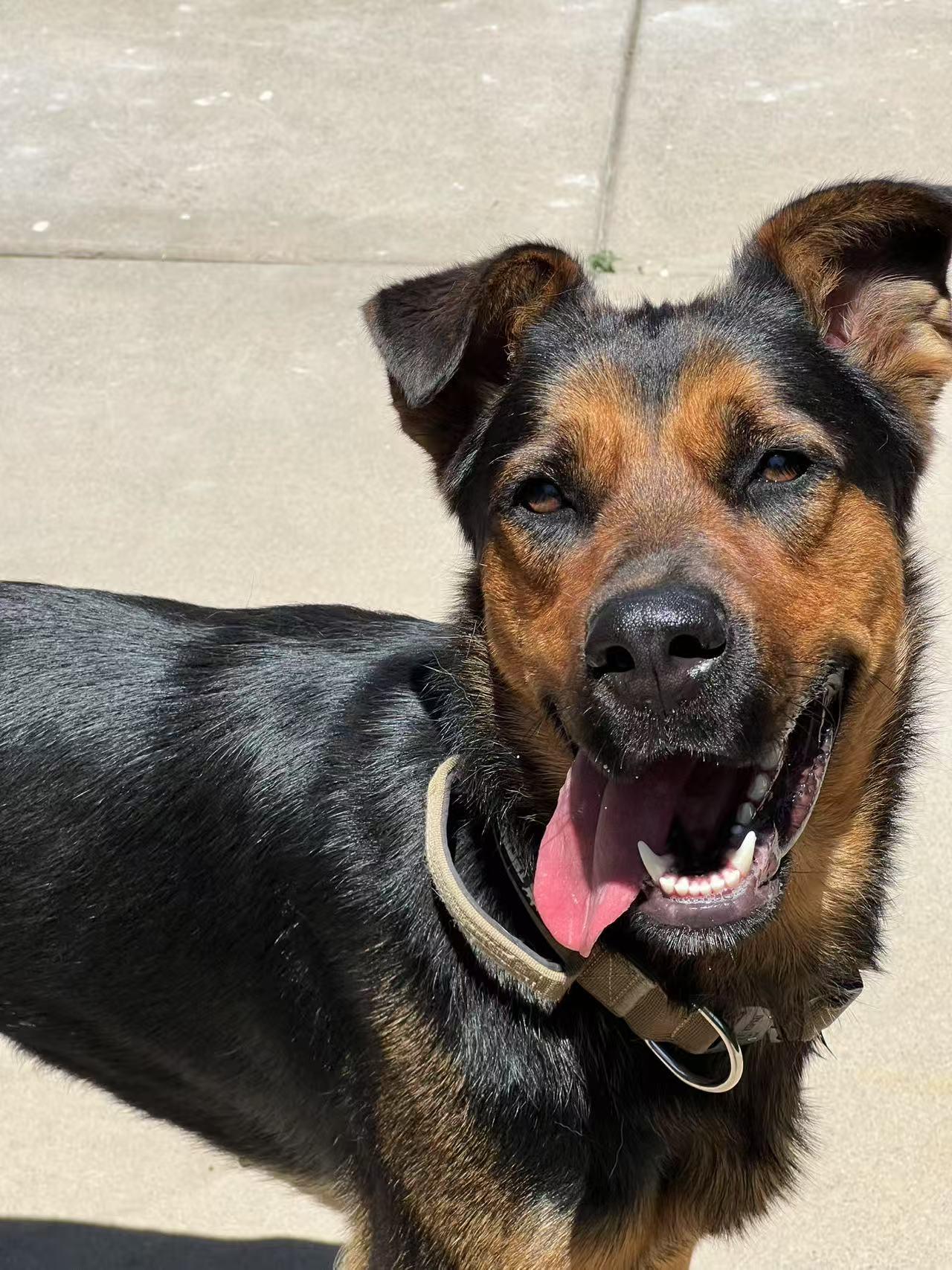 Bonnie, Adopted, Young Female German Shepherd Dog.