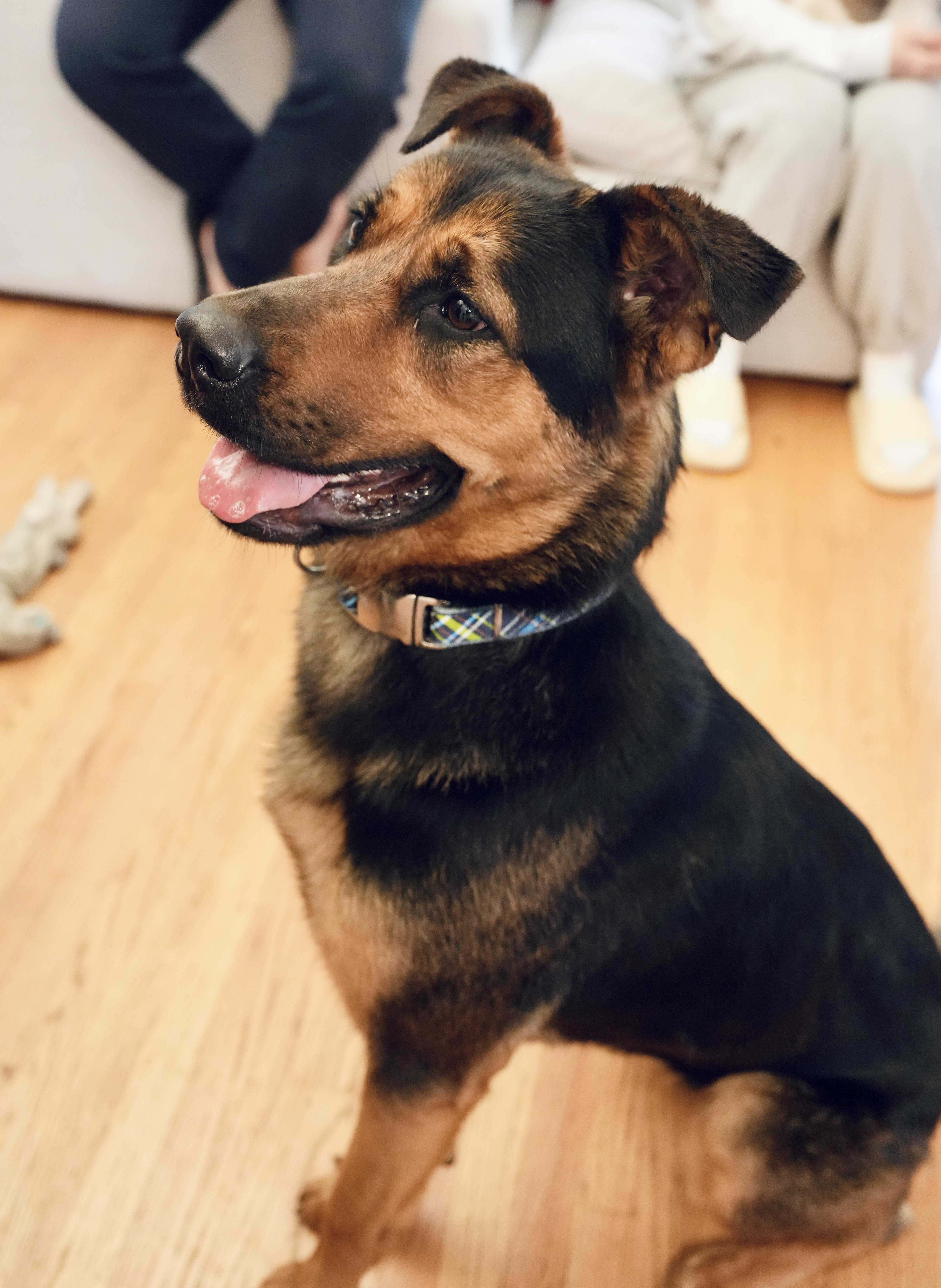 Bonnie, a Adopted German Shepherd Dog in San Mateo, CA image 5/5