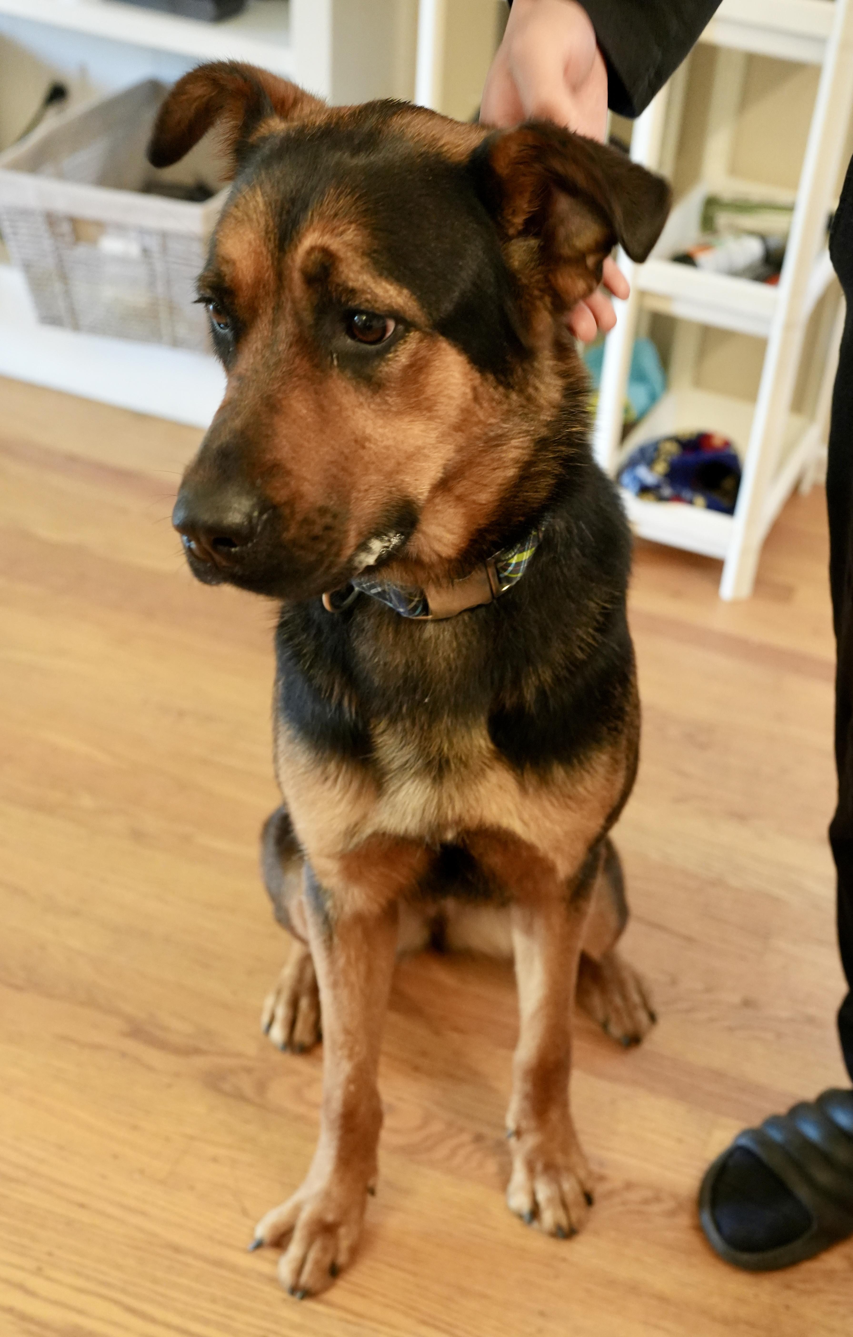 Bonnie, a Adopted German Shepherd Dog in San Mateo, CA image 2/5