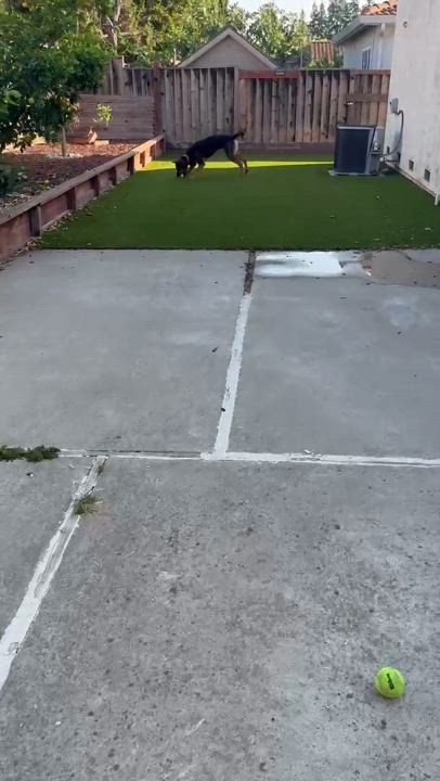 Enlarge Bonnie, a Adopted German Shepherd Dog in San Mateo, CA video 3/5