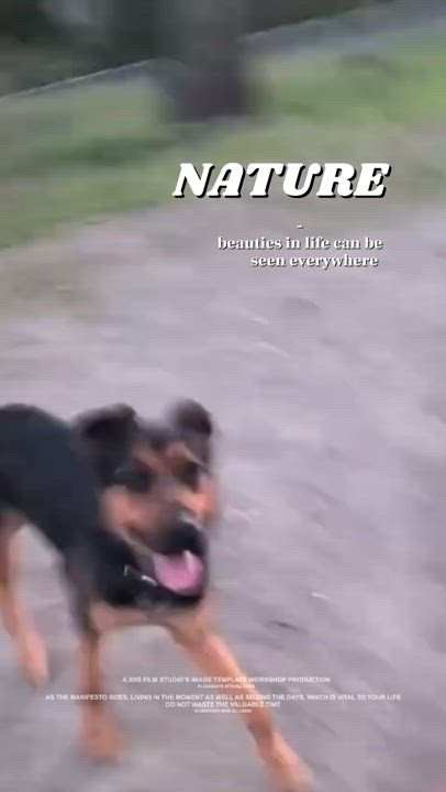 Enlarge Bonnie, a Adopted German Shepherd Dog in San Mateo, CA video 4/5