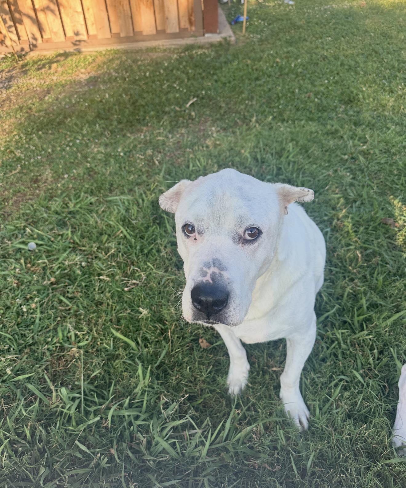 Enlarge Brian, a Adopted Mixed Breed in Portland, ME image 6/6