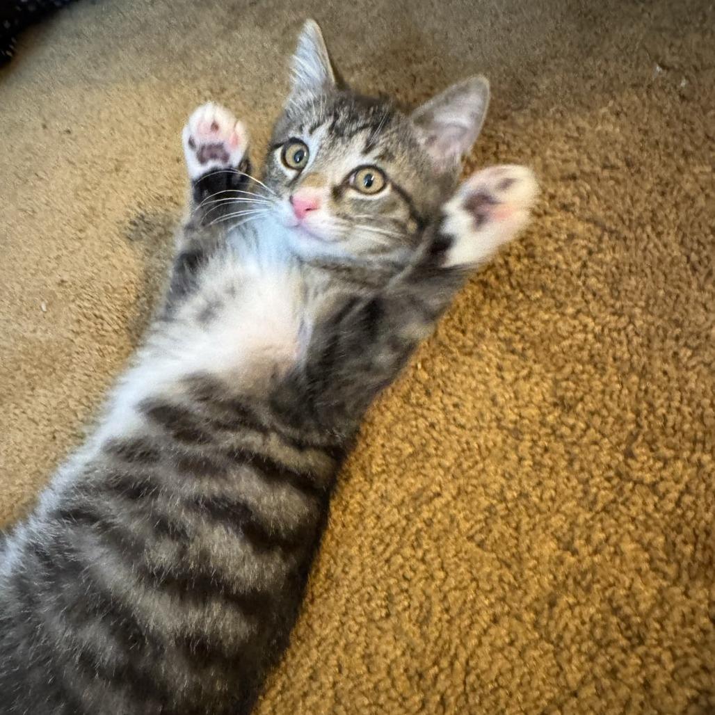 Bentley, ADOPTABLE, Kitten Male Domestic Short Hair.