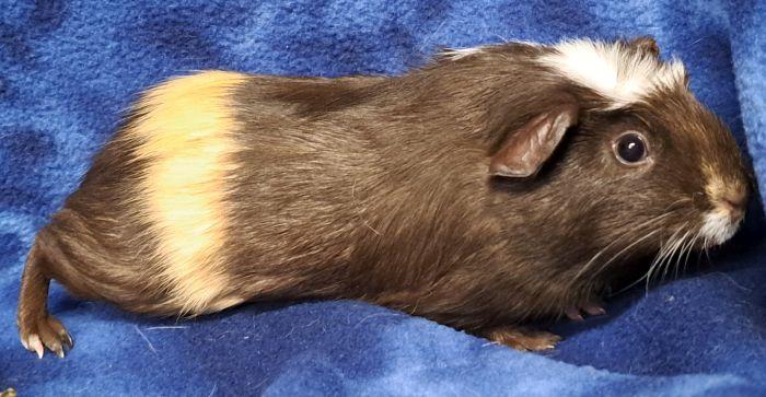Noah, a ADOPTABLE Guinea Pig in Gary, IN image 3/3
