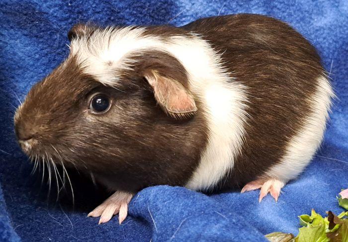 Noah, ADOPTABLE, Young Male Guinea Pig.