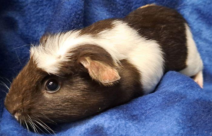 Noah, a ADOPTABLE Guinea Pig in Gary, IN image 2/3