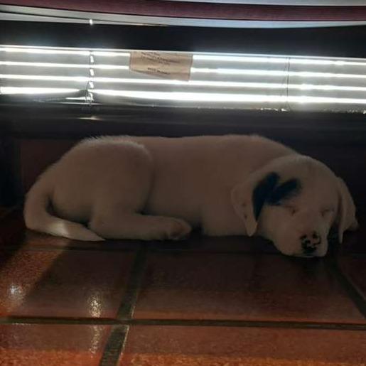 Petey, Adoptable, Puppy Male Sheep Dog.