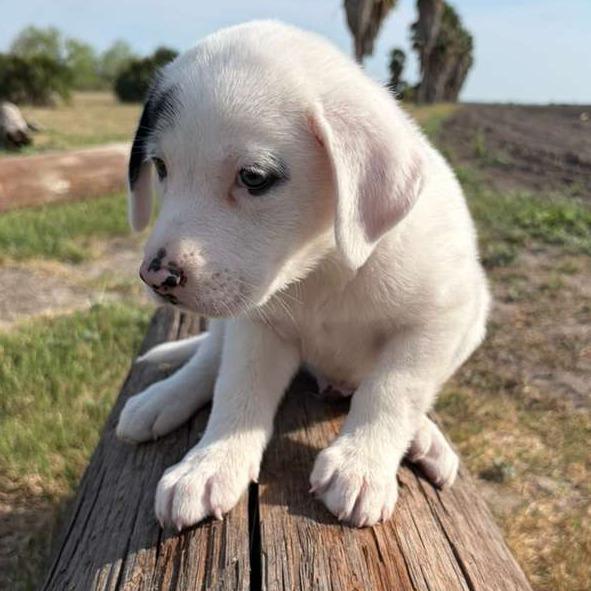 Enlarge Petey, a Adoptable Sheep Dog in Harlingen, TX image 3/4