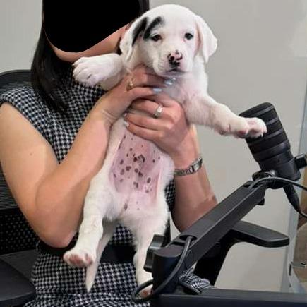 Enlarge Petey, a Adoptable Sheep Dog in Harlingen, TX image 4/4