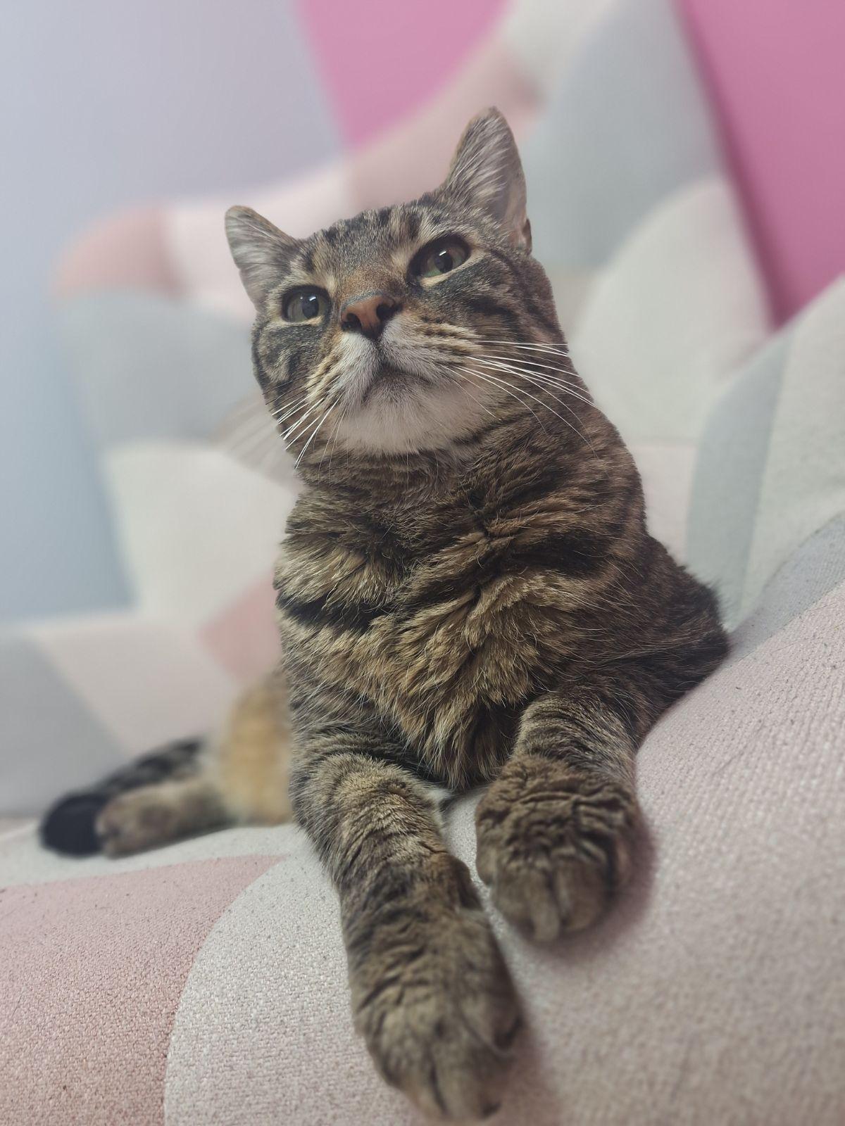 Dart, ADOPTABLE, Young Male Domestic Short Hair.