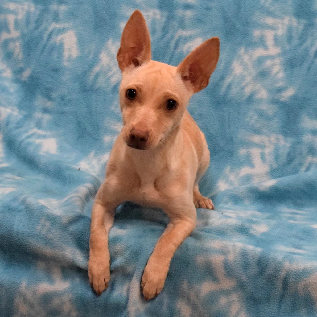 Enlarge Cholula, a Adoptable mixed breed in Eureka, CA image 1/3