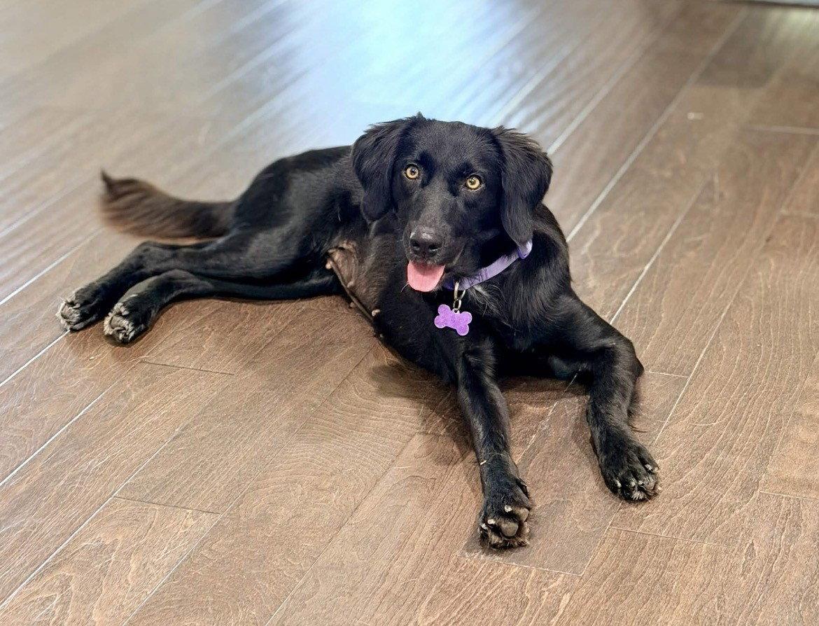 Madison, Adoptable, Young Female Collie.