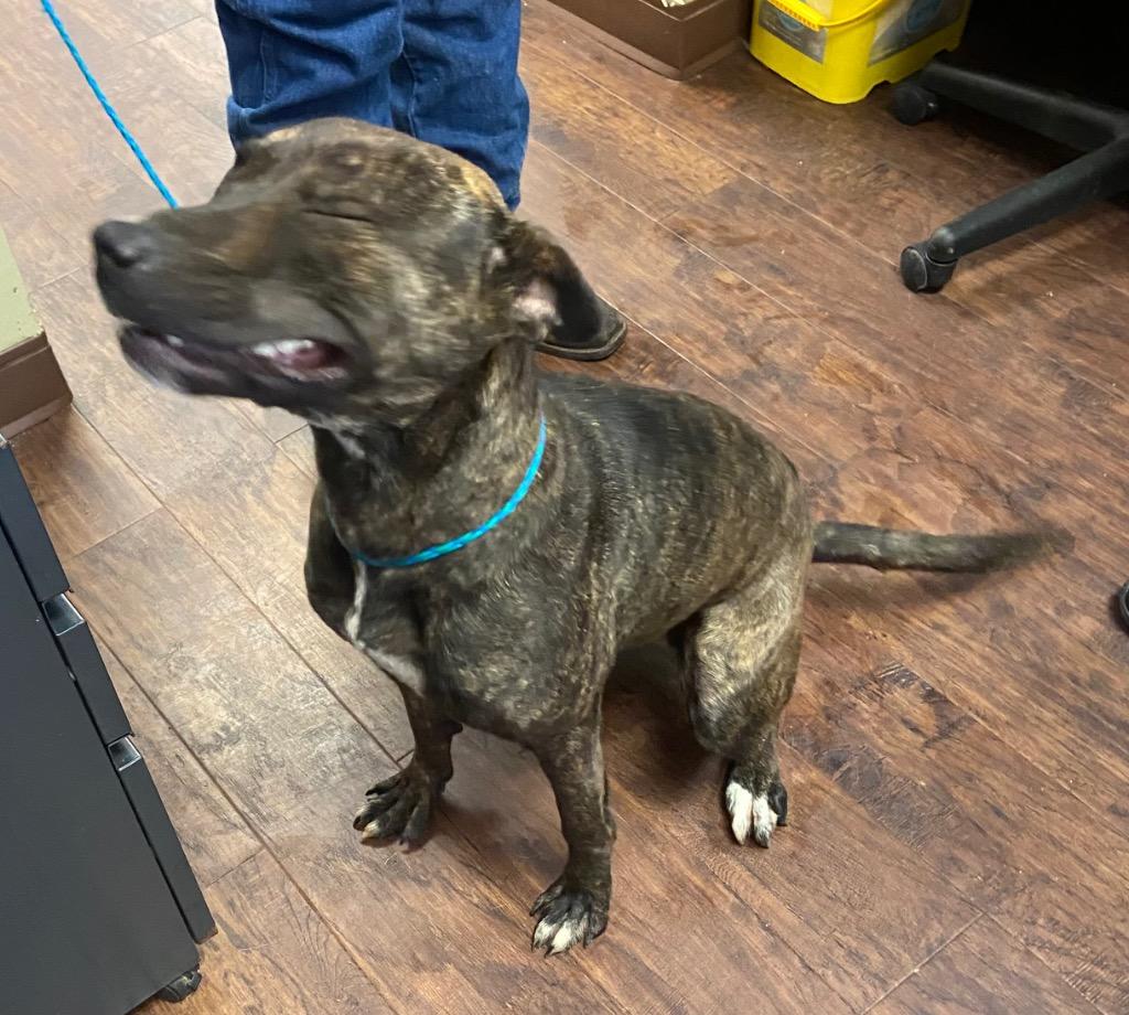Dog Kennel #38 Choco, Adoptable, Young Female Plott Hound & Mixed Breed.