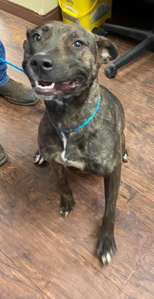 Enlarge Dog Kennel #38 Choco, a Adoptable mixed breed in Greenville, TX image 2/3