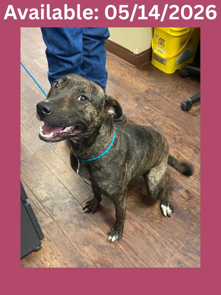 Enlarge Dog Kennel #38 Choco, a Adoptable mixed breed in Greenville, TX image 3/3