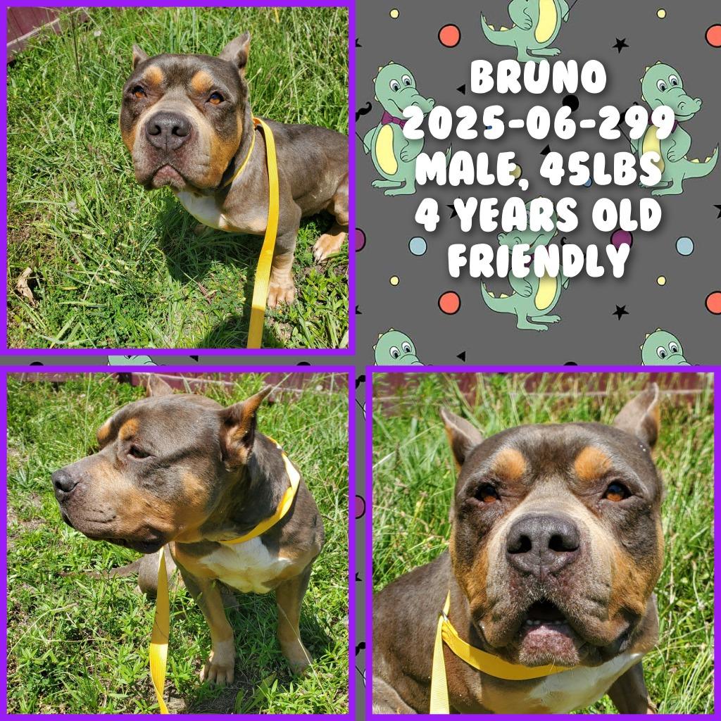 2025-06-299 *Bruno*, Adopted, Adult Male Pit Bull Terrier.