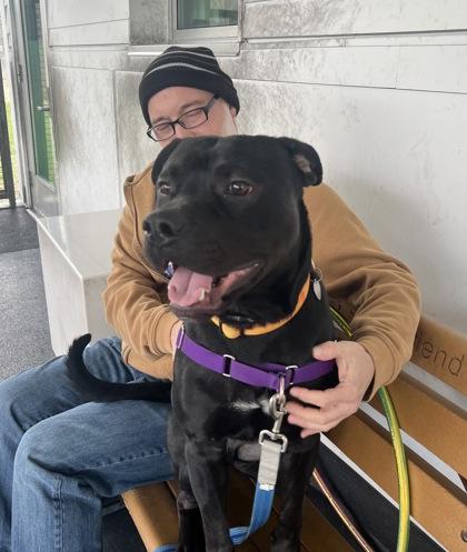 Enlarge No, a ADOPTABLE mixed breed in Ithaca, NY image 3/4