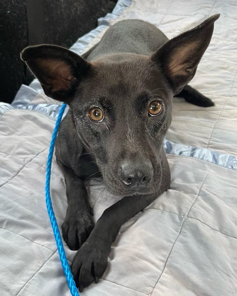 April, Young Female Australian Kelpie