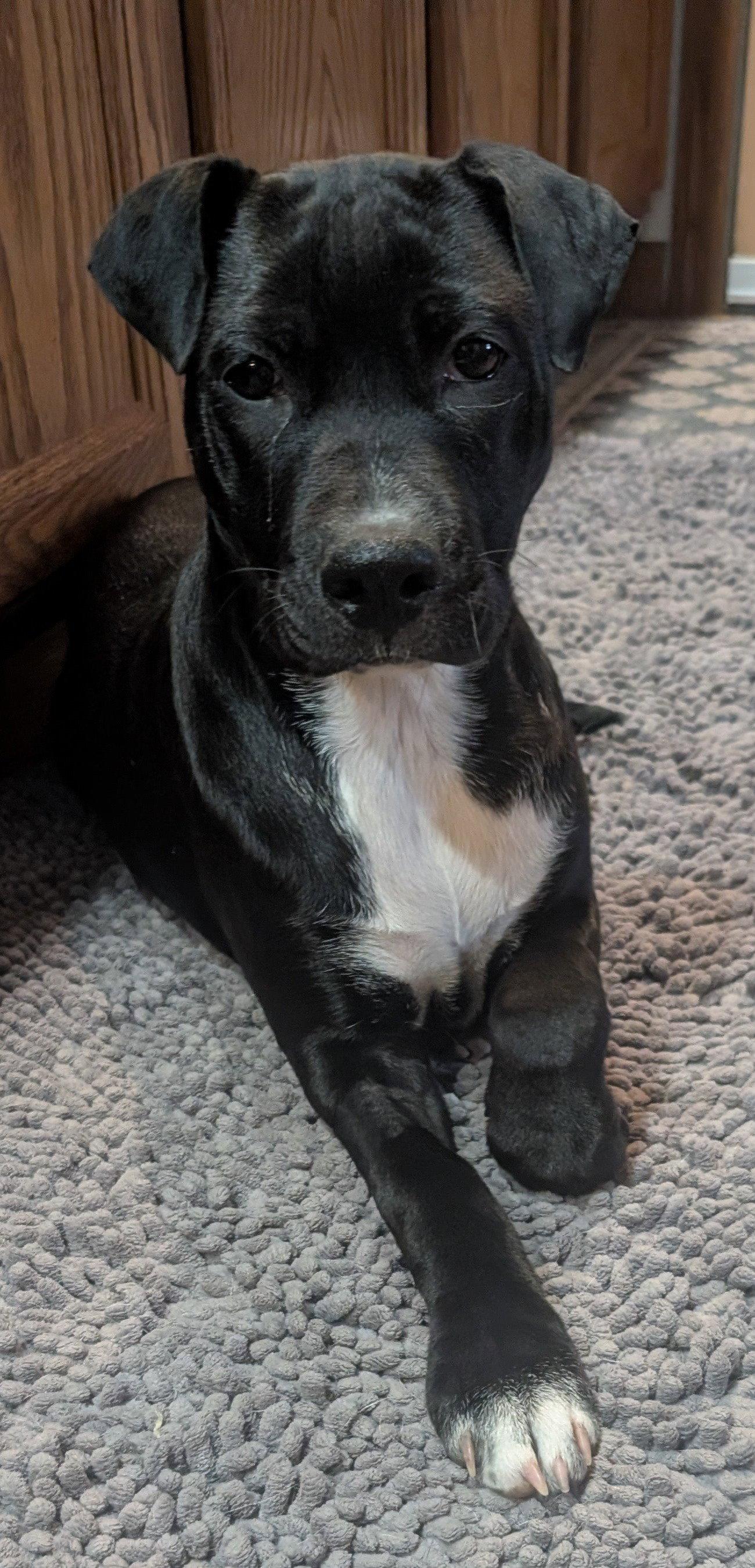 Millie, Adoptable, Puppy Female Border Collie & Parson Russell Terrier.