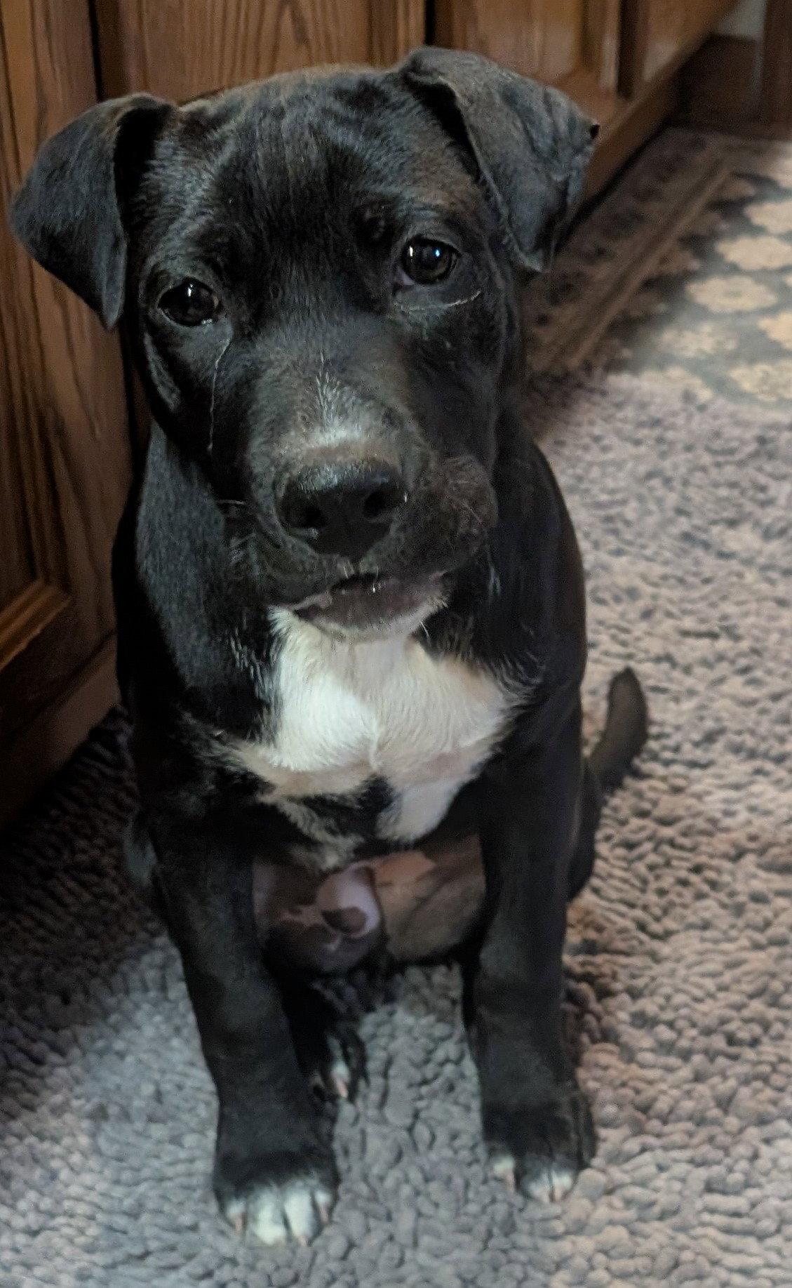 Enlarge Millie, a Adoptable mixed breed in West Des Moines, IA image 2/3