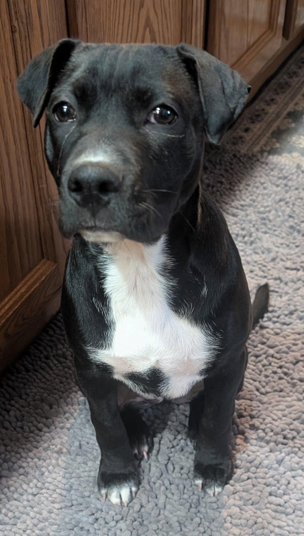 Enlarge Millie, a Adoptable mixed breed in West Des Moines, IA image 3/3