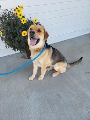 Drizzle, Adoptable, Adult Male German Shepherd Dog & Mixed Breed.