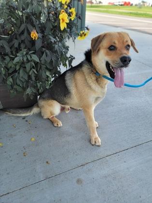 Enlarge Drizzle, a Adoptable mixed breed in Fergus Falls, MN image 2/3
