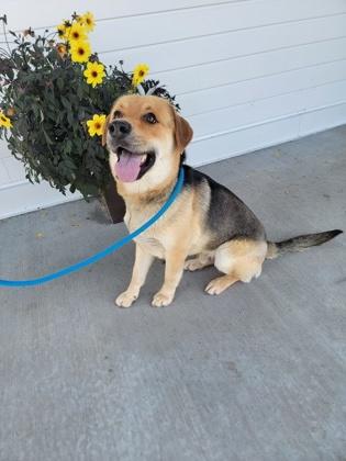 Enlarge Drizzle, a Adoptable mixed breed in Fergus Falls, MN image 3/3