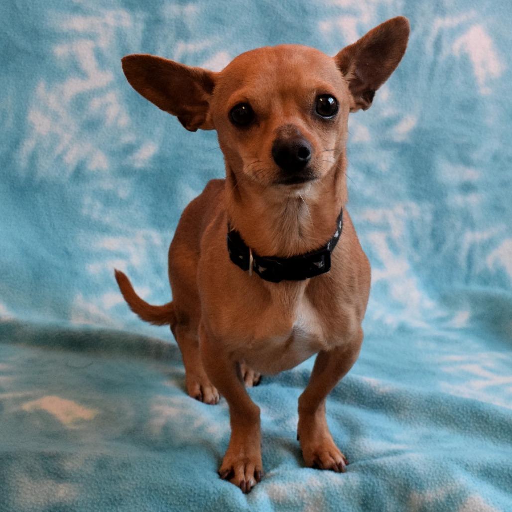 Peanut, Adoptable, Young Male Chihuahua.