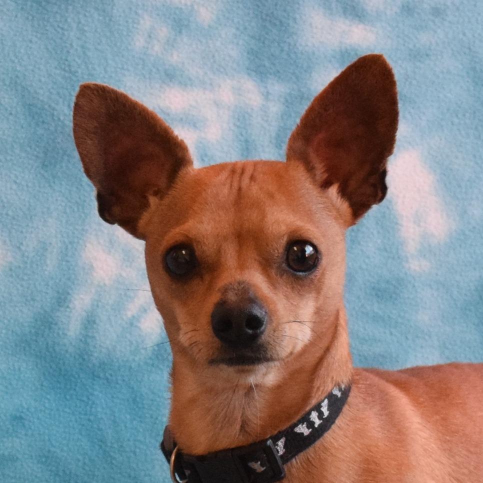 Enlarge Peanut, a Adoptable Chihuahua in Eureka, CA image 2/4