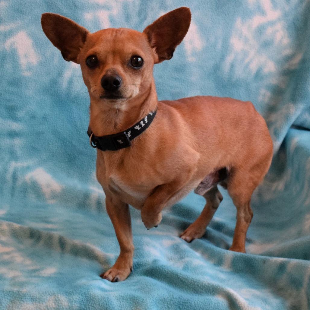 Enlarge Peanut, a Adoptable Chihuahua in Eureka, CA image 3/4
