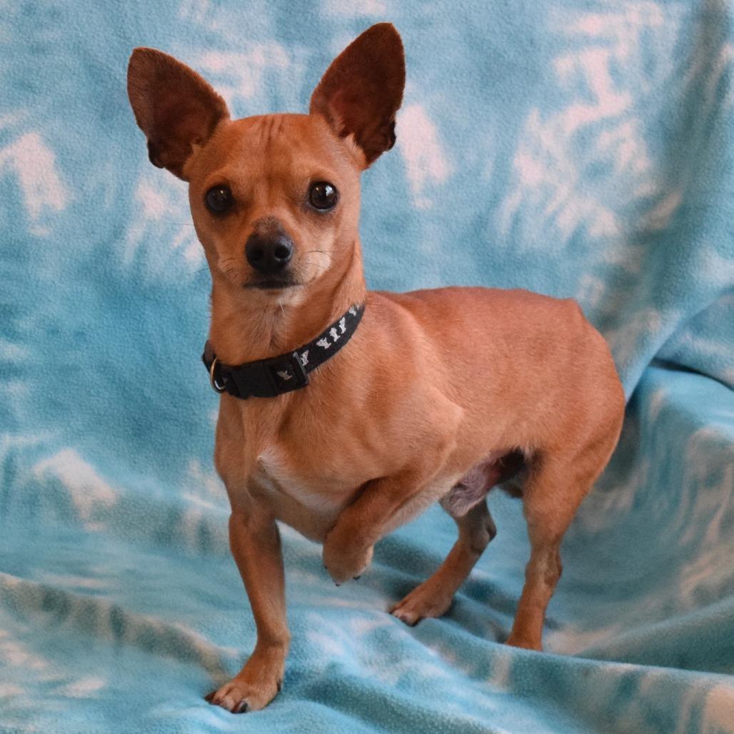 Enlarge Peanut, a Adoptable Chihuahua in Eureka, CA image 4/4