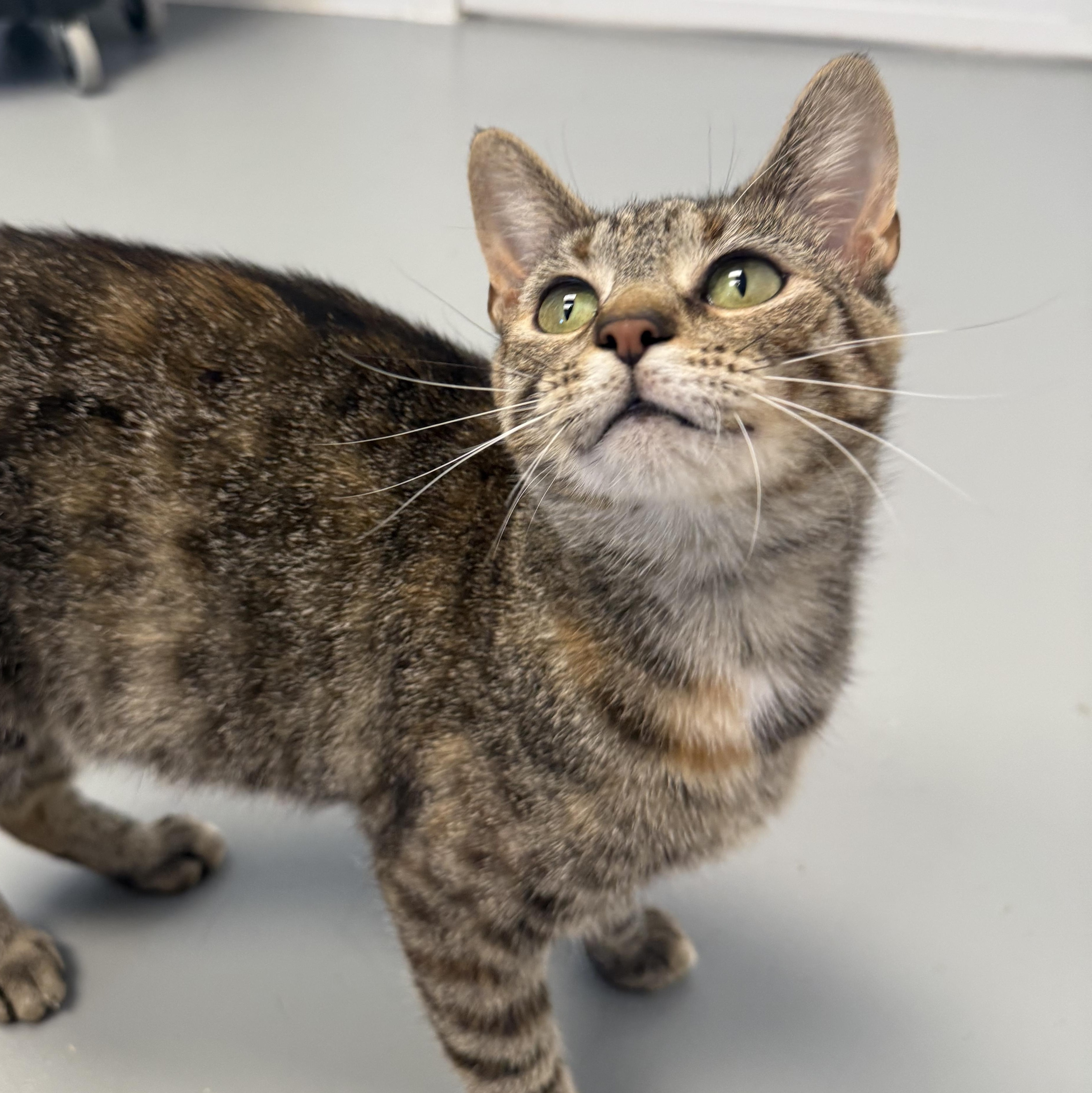 Sandy, Adult Female unknown