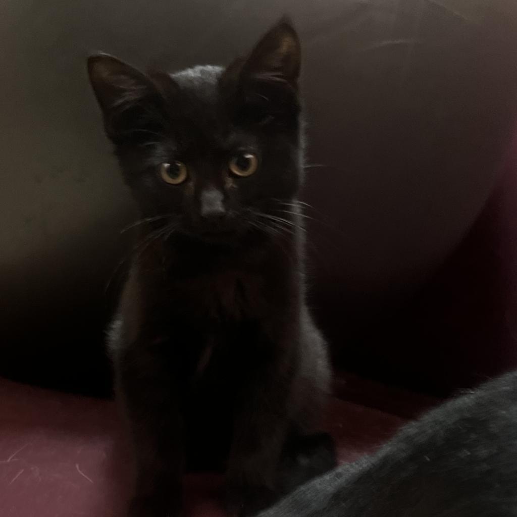 Pump, Adoptable, Young Female Domestic Short Hair.