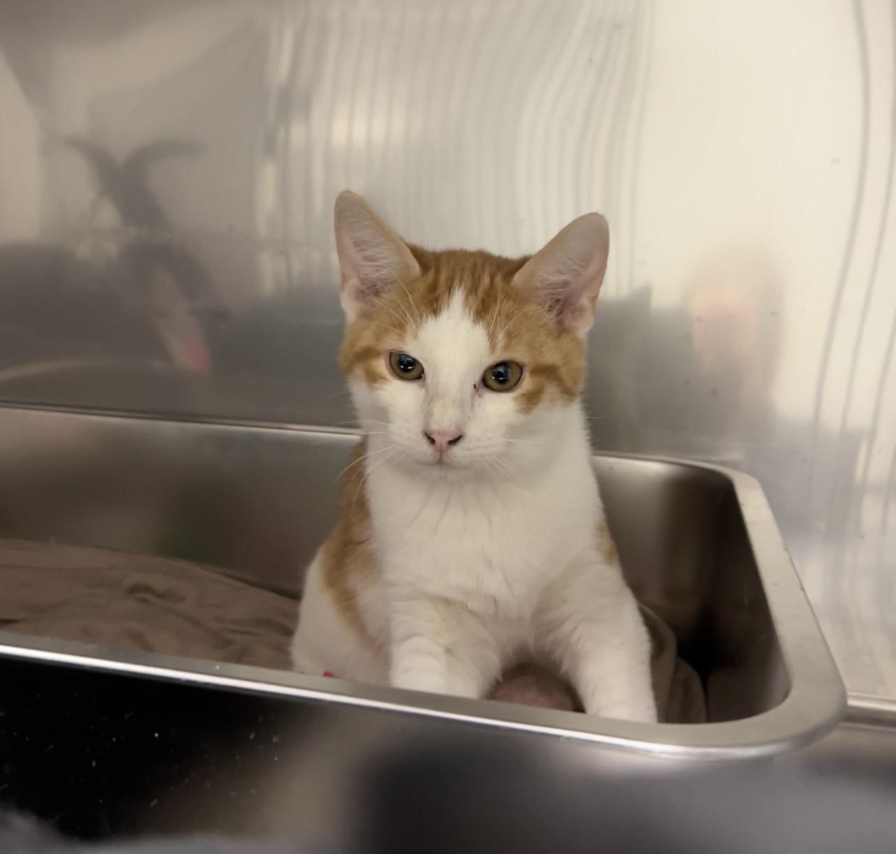 Enlarge Theodore, a Adoptable Domestic Short Hair in Montville, NJ image 1/1