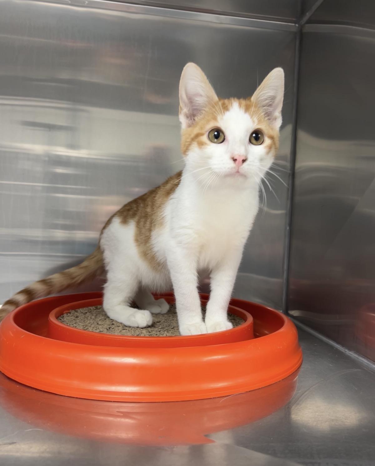 Theodore, Adoptable, Kitten Male Domestic Short Hair.